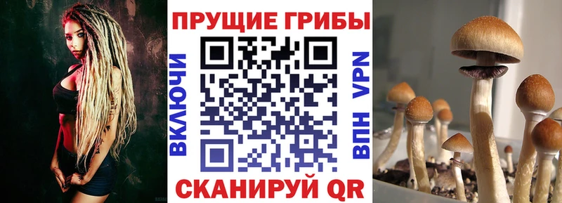 Псилоцибиновые грибы мицелий  сколько стоит  Ивантеевка 